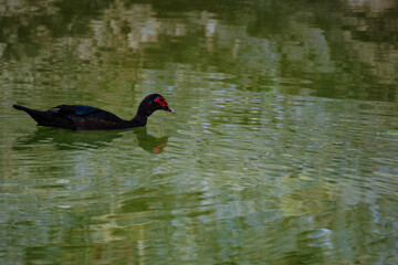 close-up of a red-headed muscovy duck