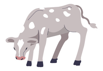 Calf breeding at farm, agriculture cattle growing