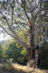 Fototapeta premium Gumtree