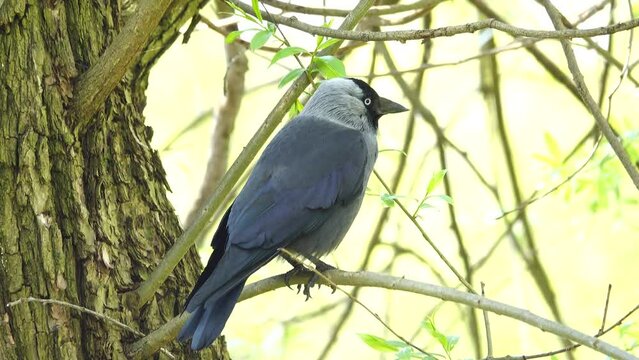 eurasian jackdaw (coloeus monedula) sitting on a branch in the forest