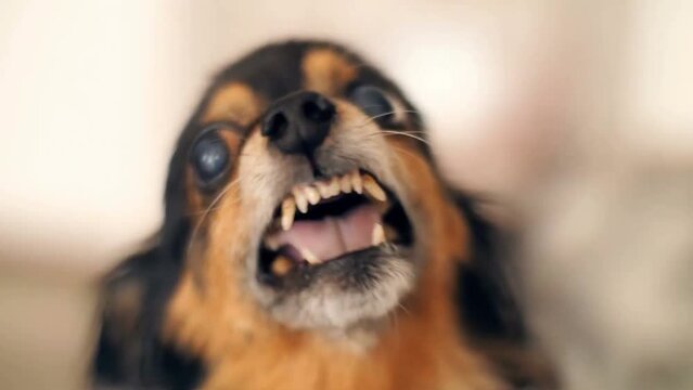 very angry Chihuahua dog barking and showing teeth at the camera