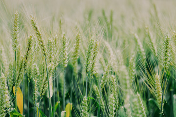 green wheat field in summer