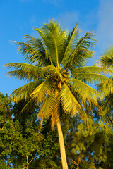 Young Coconut palm tree in sunset
