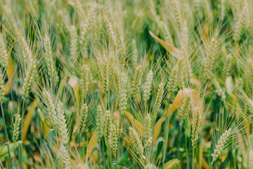 green wheat field in summer