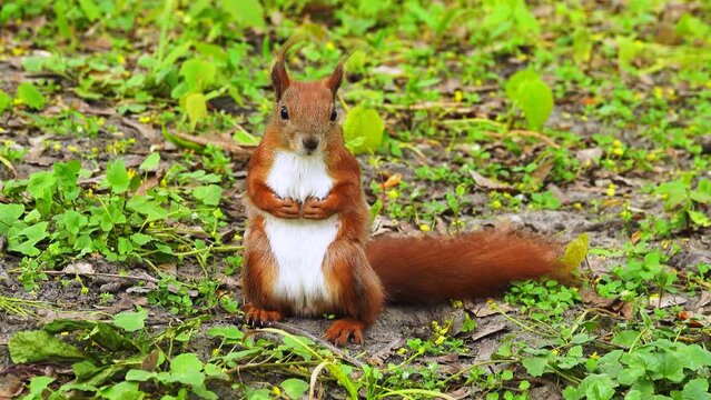 Red squirrel on green grass. natural sound