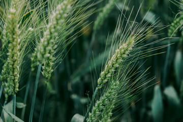 green wheat field in summer © Neo_Choi