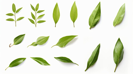 Green tea leaf collection isolated on white background
