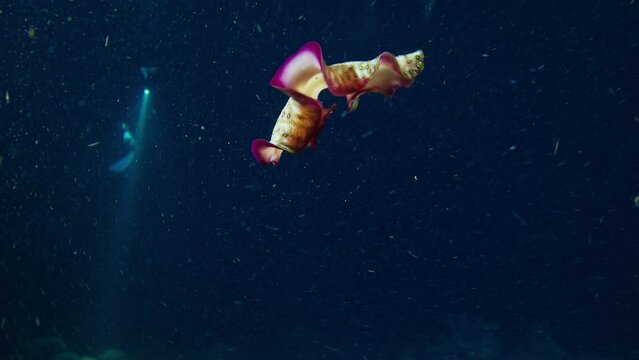 The Spanish dancer nudibranch, Hexabranchus sanguineus swims in the sea at night in Komodo National Park in Indonesia