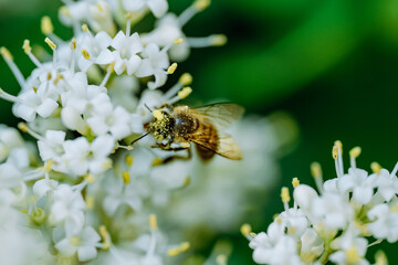 bee on a flower