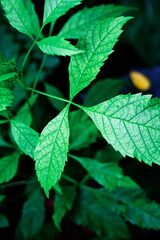 Green leaf backdrop, green ground backdrop, tropical leaf, contrast image, green leaf.
