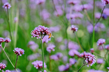Fototapeta premium field of lavender flowers