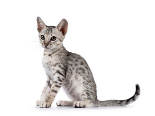 Cute F5 silver spotted Savannah cat kitten, sitting up side ways. Looking beside camera. Isolated on a white background.