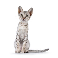 Cute F5 silver spotted Savannah cat kitten, siting up facing front. Looking towards camera. Isolated on a white background.