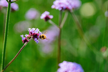 bee on a flower