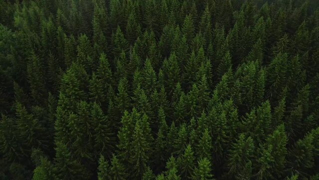 Versatile aerial nature scene of clouds moving above pine forest