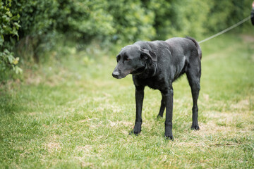 Black rescued dog from dog's shelter in Serbia. Dogs daily regular routine, walk and obedience training on the rainy day in the dog's shelter. This dog is ready for adoption