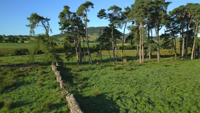 Dry stone wall and line of pine trees with wooded hill Great Mell Fell in background, slow pan across on sunny summer morning in the English Lake District, Cumbria, UK.