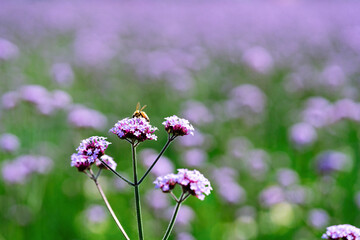 flowers on a meadow