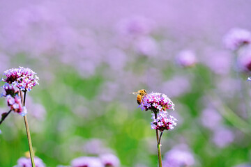 bee on lavender