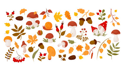 Autumn collection leaves, forest mushrooms, berries, cone, acorns, rosehip, chestnut, snail and mountain ash. Vector illustration. Isolated colored drawing in cartoon style for autumn design, decor. © Ludmila