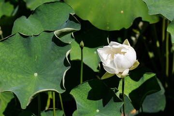 exotic lotus flower closeup