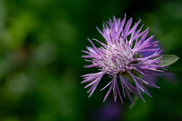 close up of wild iris