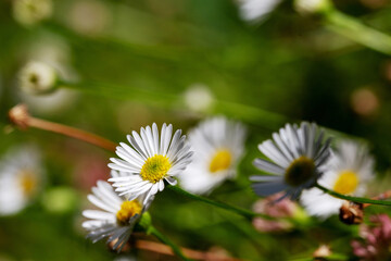 macro of little daisies in spring time