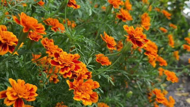 Lots of orange and red marigolds flowers in the garden. Tagetes erecta mixed color plants, selective focus.