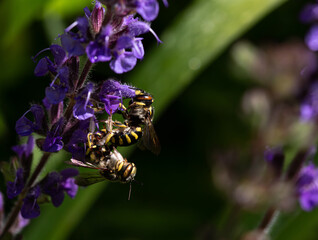 wasp feeding on a sage flower
