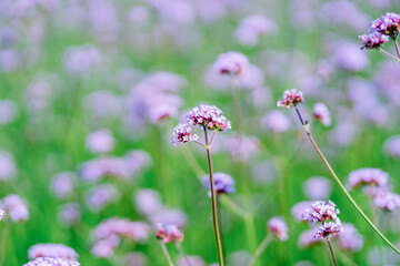 field of flowers