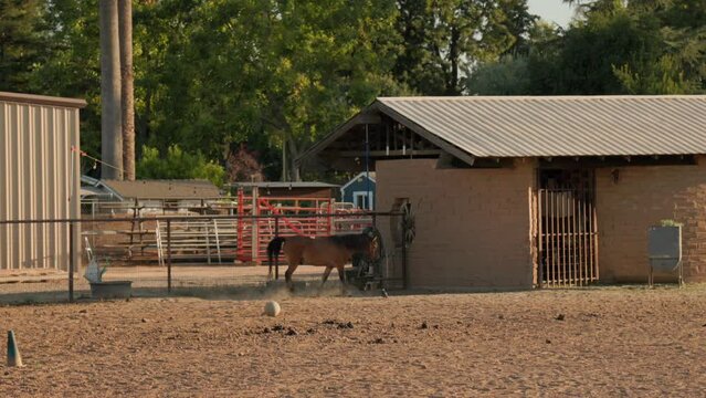 Brown horses on a ranch in Clovis, CA, USA. Wide angle. 40% slow motion.