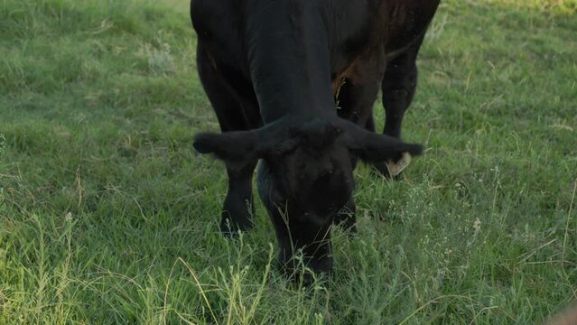Black cow on a ranch in Clovis, CA, USA. Close up
. 40% slow motion.