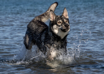 Dog in water