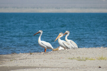 American white pelicans