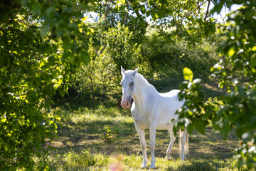 white horse in the bright sun - obrazy, fototapety, plakaty