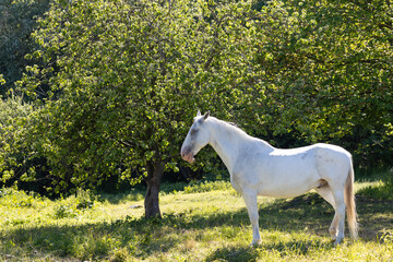 white horse in the bright sun