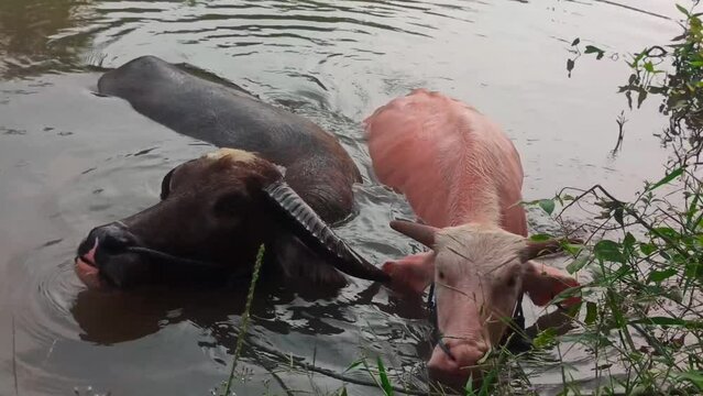 the pink and black buffalo bath together