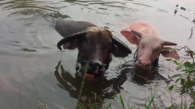 the pink and black buffalo bath together