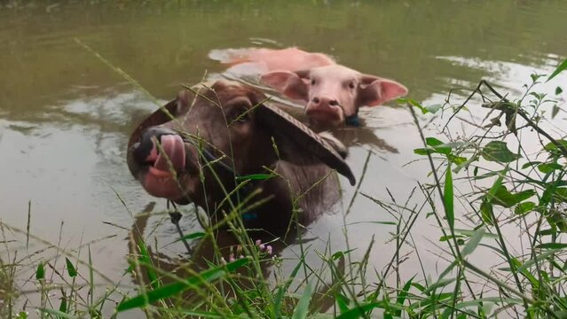 the pink and black buffalo bath together