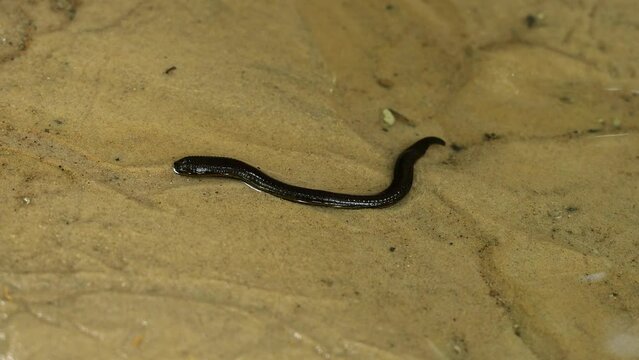 A leech in spring water crawls along the sand