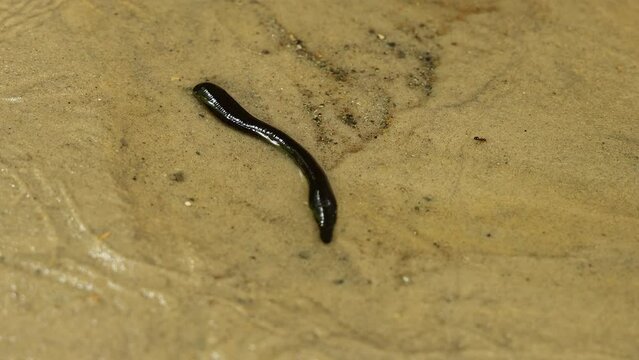 A leech in spring water crawls along the sand