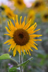 Sonnenblumen-Felder-in Hessisch Lichtenau im Sommer