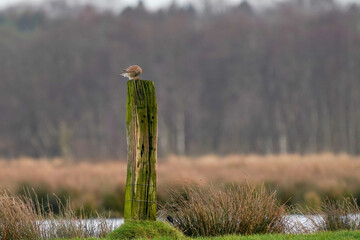 Beautiful bird of prey, falcon sits on a dry branch in search of prey. Bird watching, similar falcons, natural background, forest, water, lake