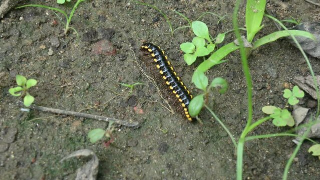 Milipads Insect