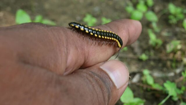 Millapod Insect