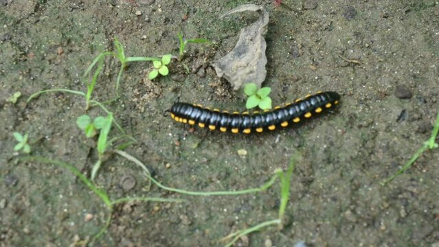 Millapod Insect