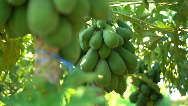 A papaya tree with several wavy green leaves bears many unripe fruits