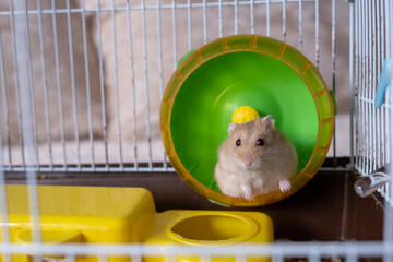 A cute hamster runs in a wheel. The concept of running in a circle, useless futile movement....