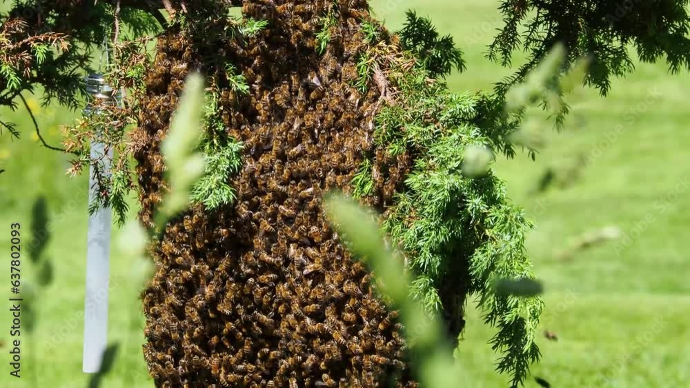 Poster static shot of a swarm of bees surrounding a queen bee on a small tree branch