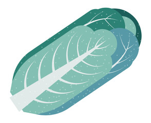 Cabbage vegetable, organic and natural meal vector
